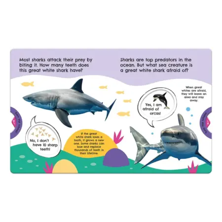 First Facts Sharks